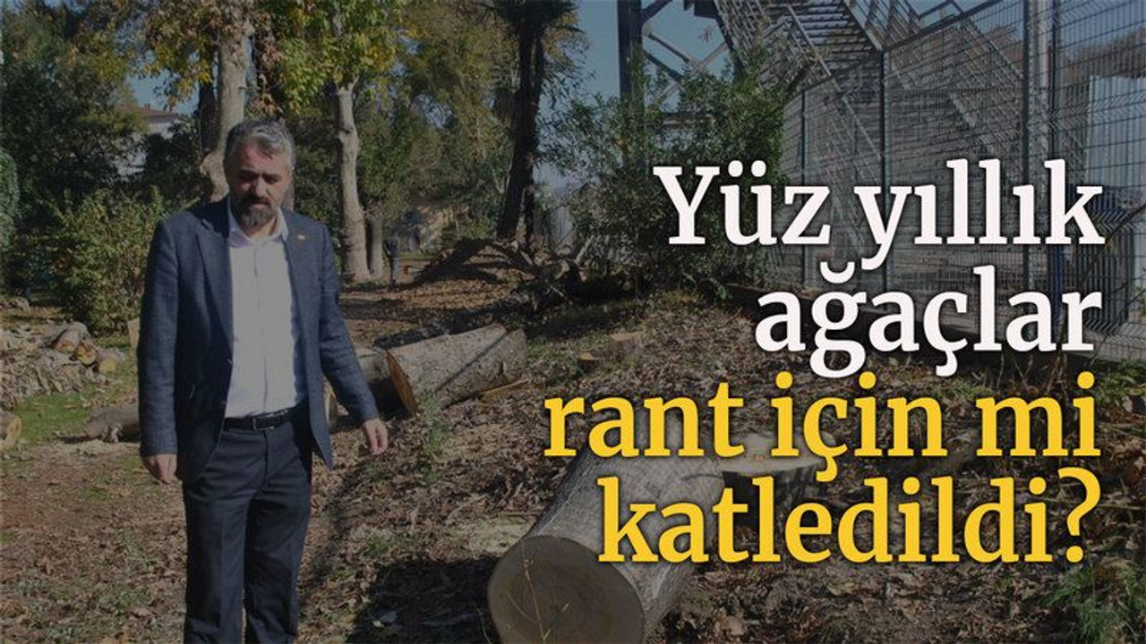 Yüz yıllık ağaçlar rant için mi katledildi?
